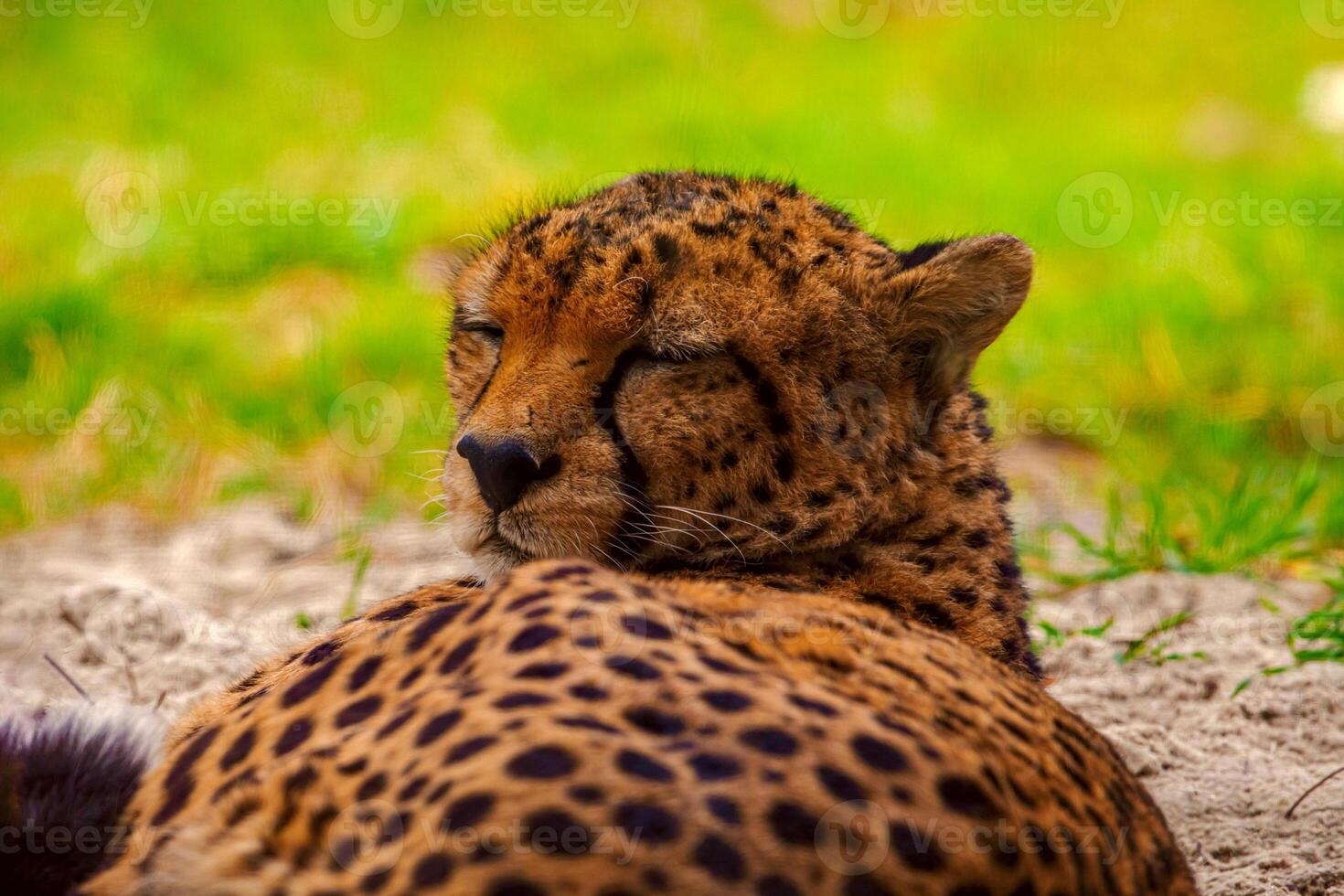 cheetah resting on green grass, very close eye contact. photo