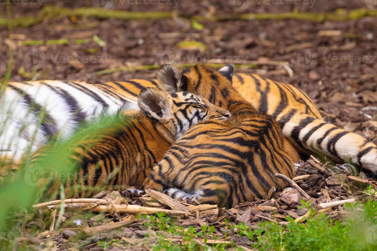 Tiger cubs playing with his mother,sumatra tiger Panthera tigris photo