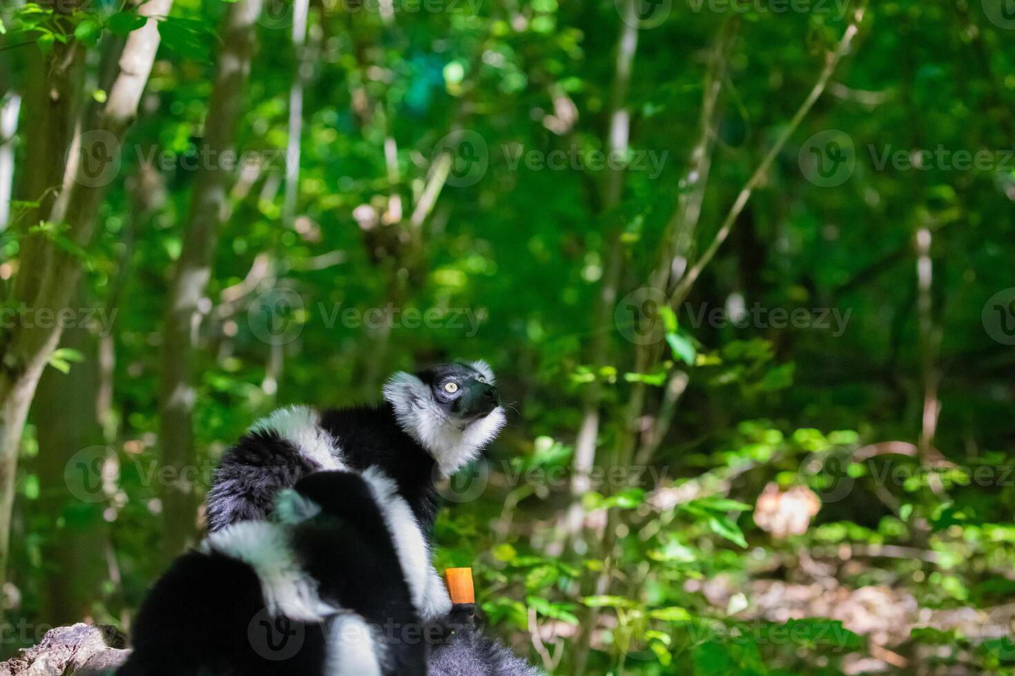 Black and white Ruffed Lemur closeup photo