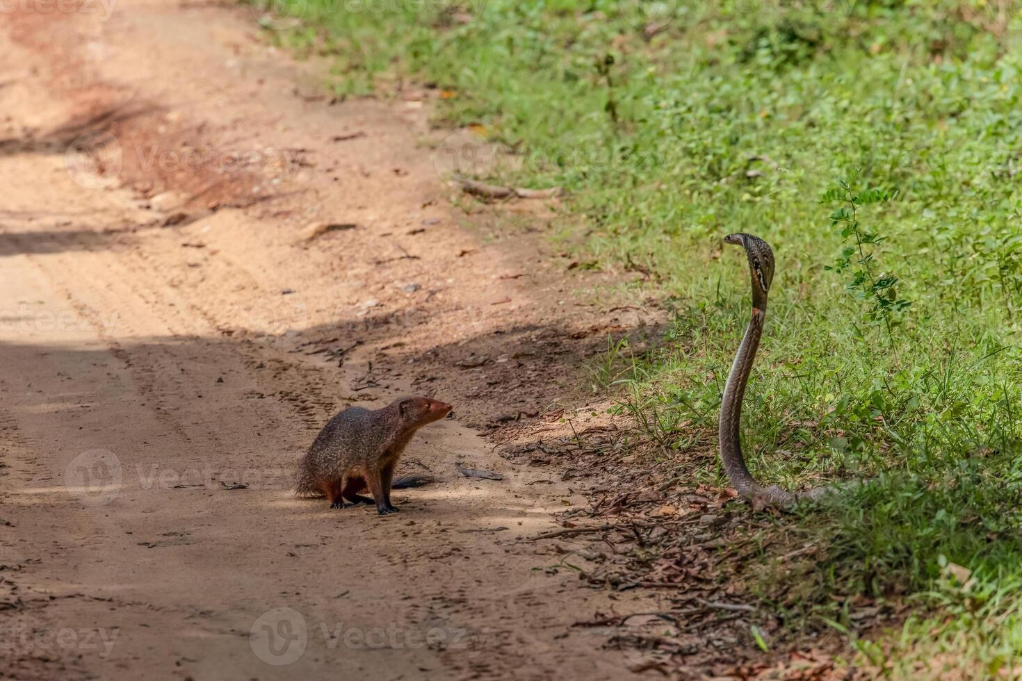 mongoose fights with an aggressive cobra in the wild photo