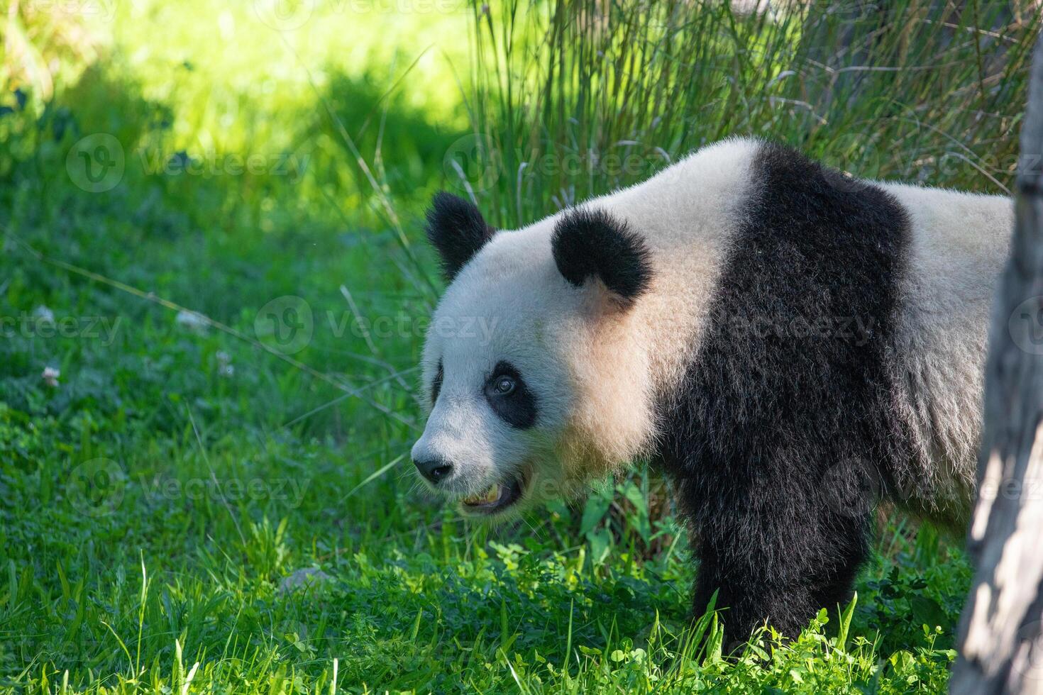 cheerful playing pandas on green lawn photo
