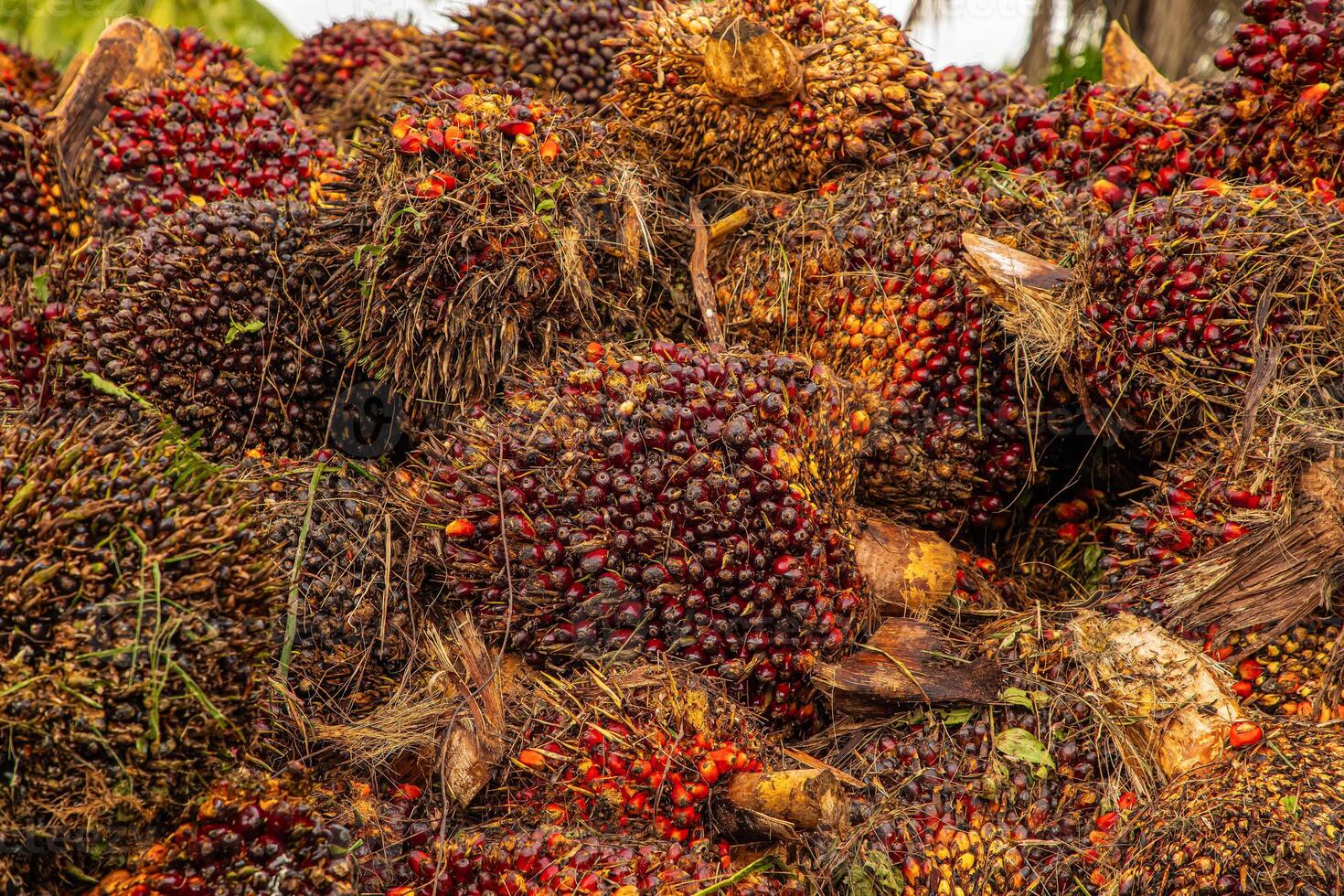 Fresh Fruit Bunch in a Palm Oil Plantation after cutting photo