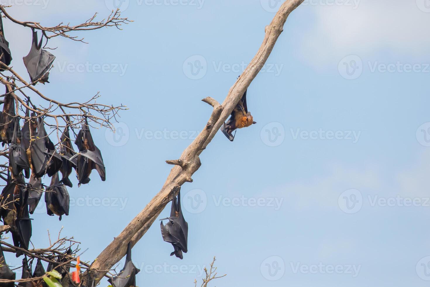 close-up hanging Mariana fruit bat Pteropus mariannus photo