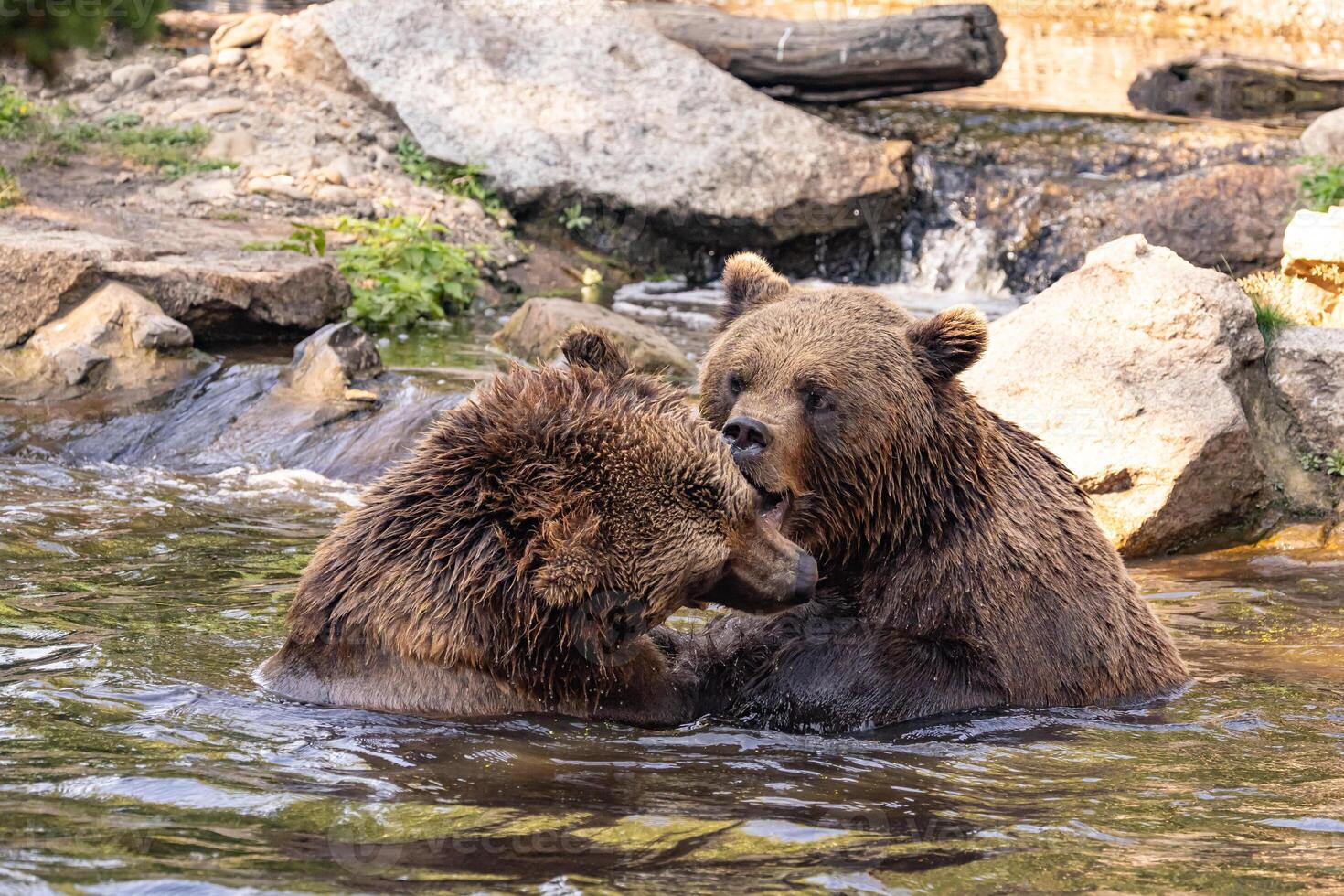 two Wild brown bear ,ursus arctos playing photo