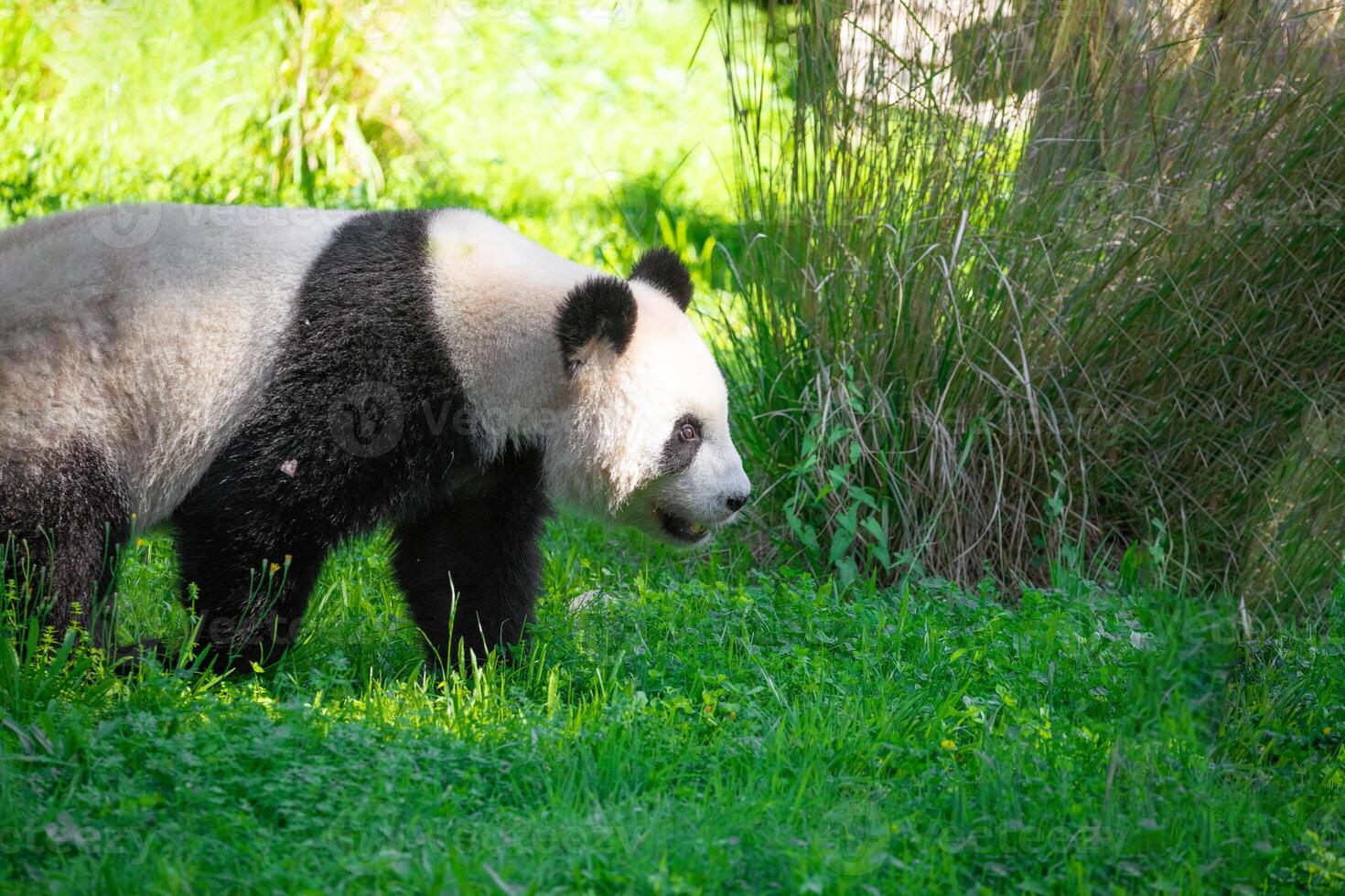 cheerful playing pandas on green lawn photo