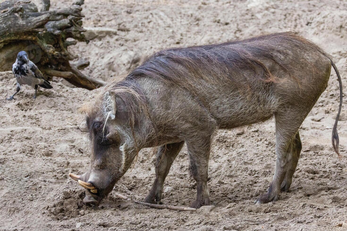 common warthog, standing very near by photo
