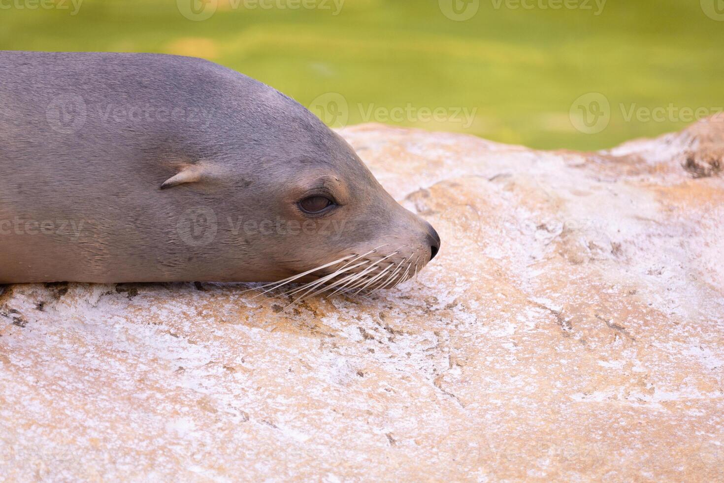fur seal on the shore, selective focus photo