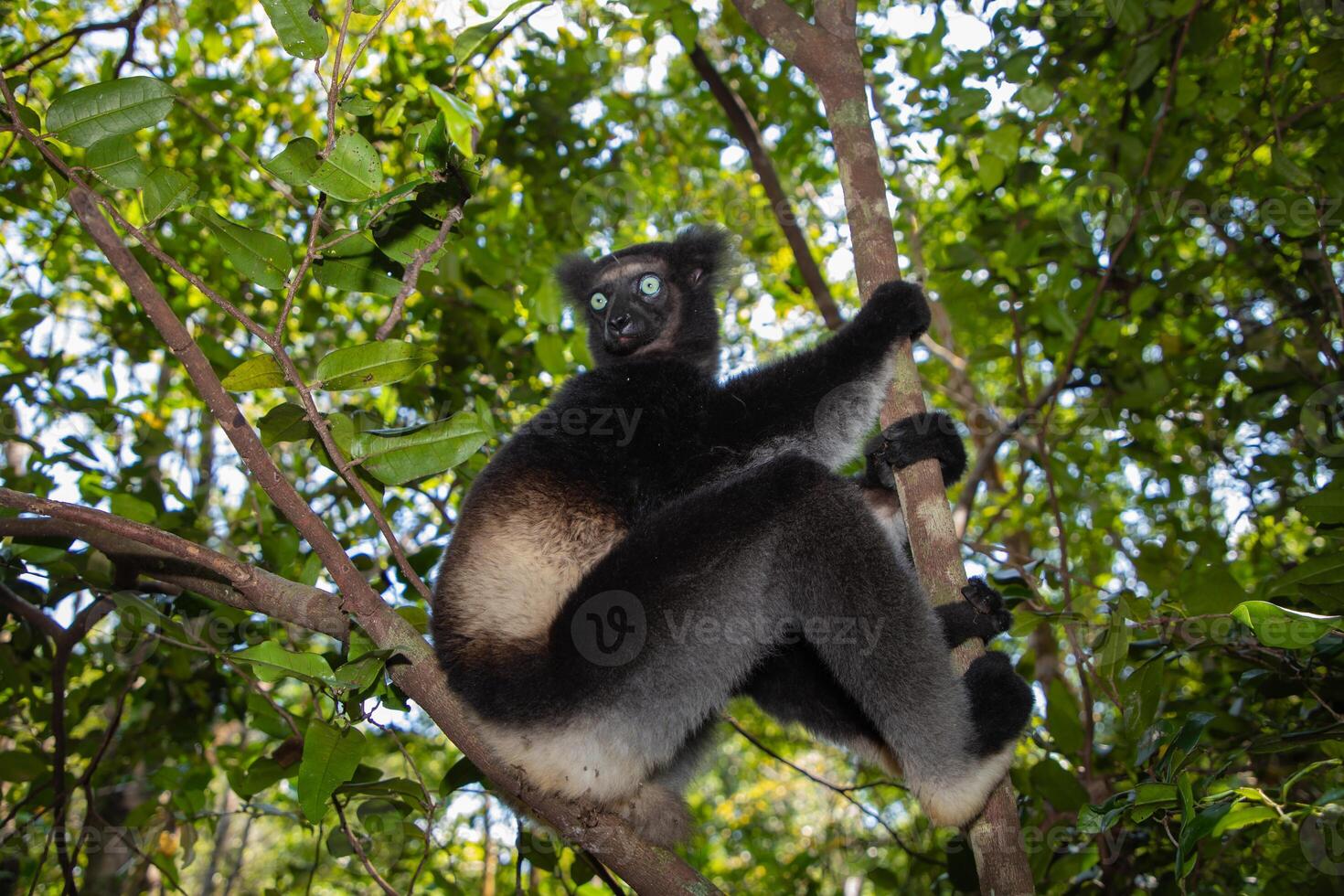 Lemur Indri indri, babakoto largest lemur from Madagascar photo
