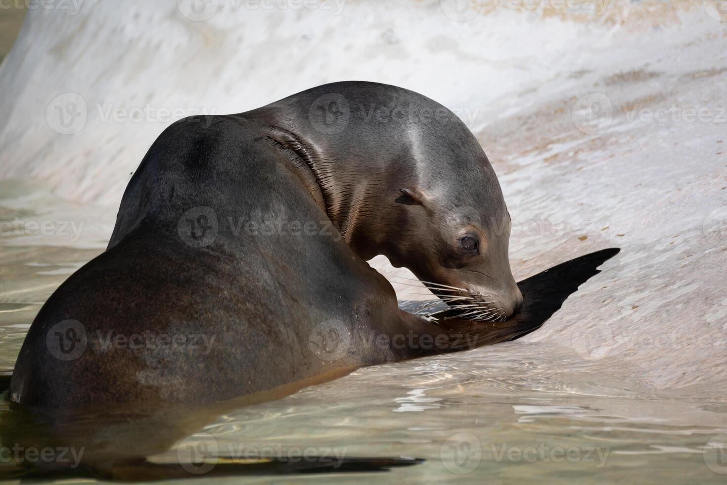 fur seal on the shore, selective focus photo