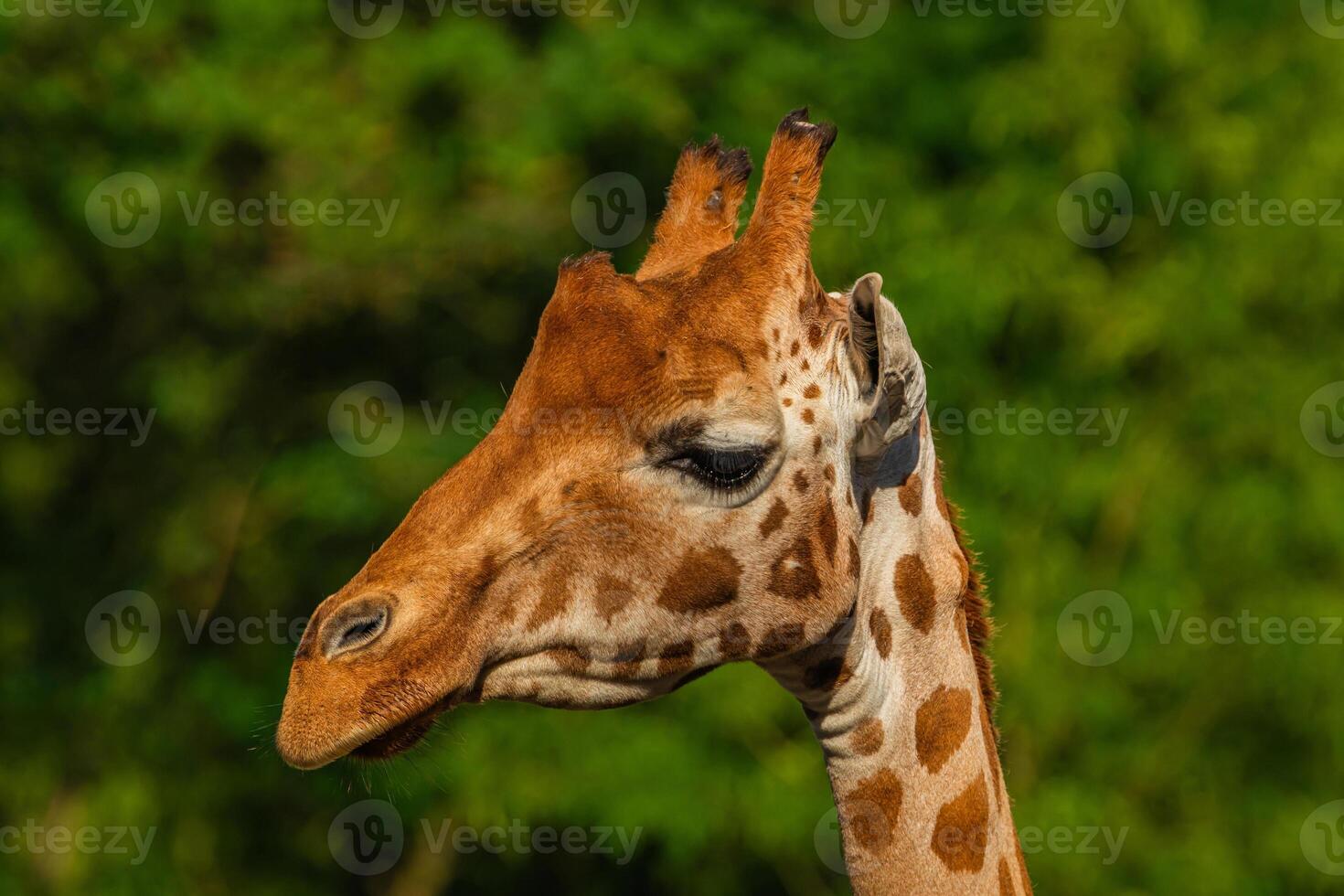 Giraffe in selective focus on green natural background photo