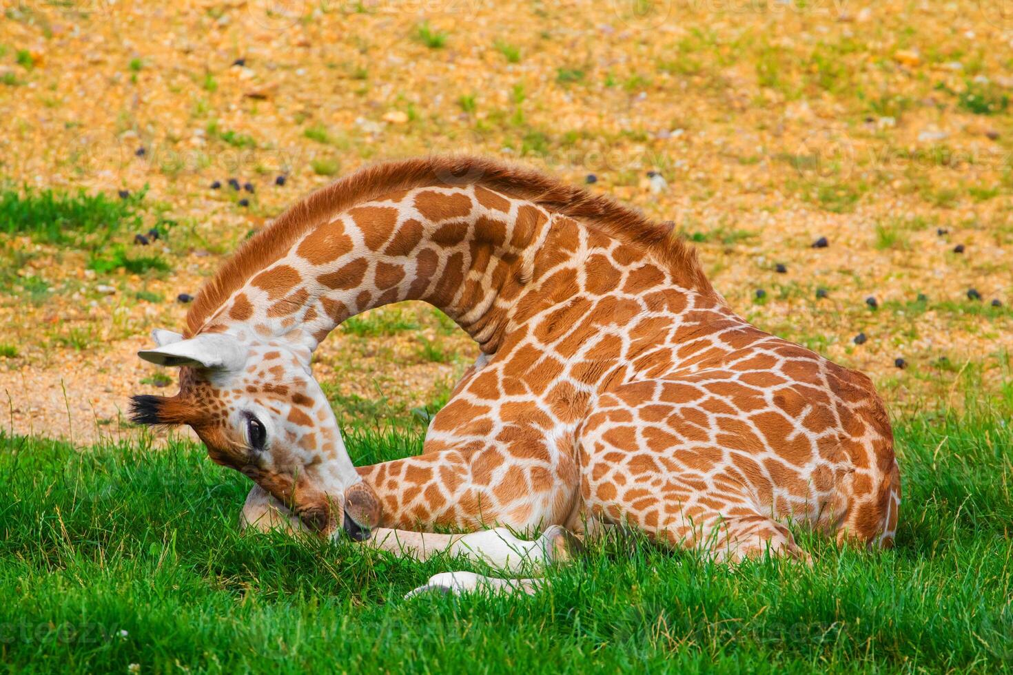 Giraffe in selective focus on green natural background photo