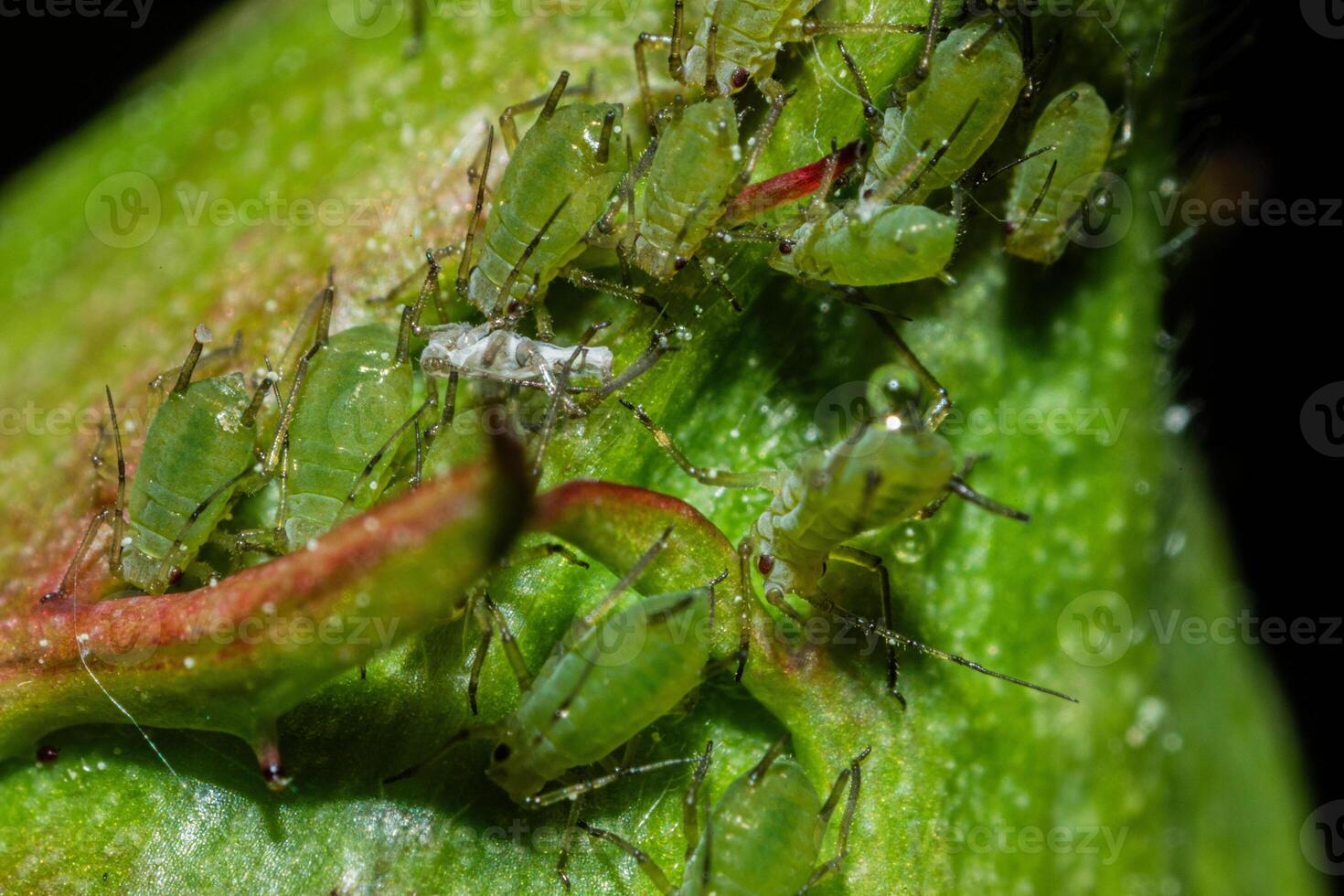 closeup of colony of aphids sucking on rosebud photo