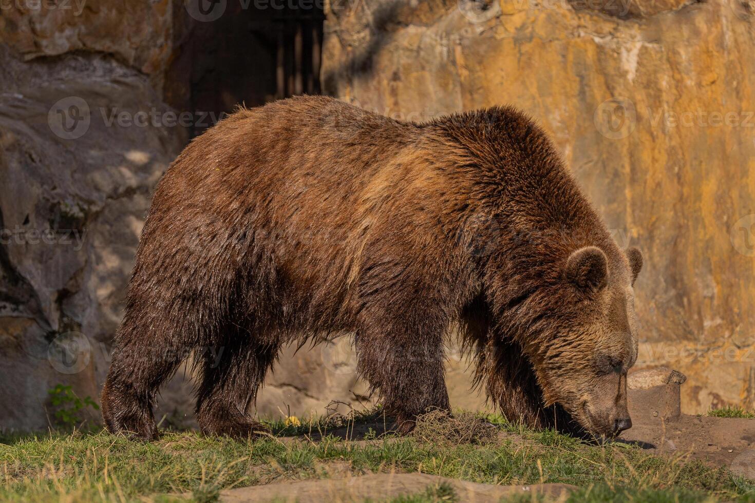 Brown Bear majestic, big powerful mammals photo