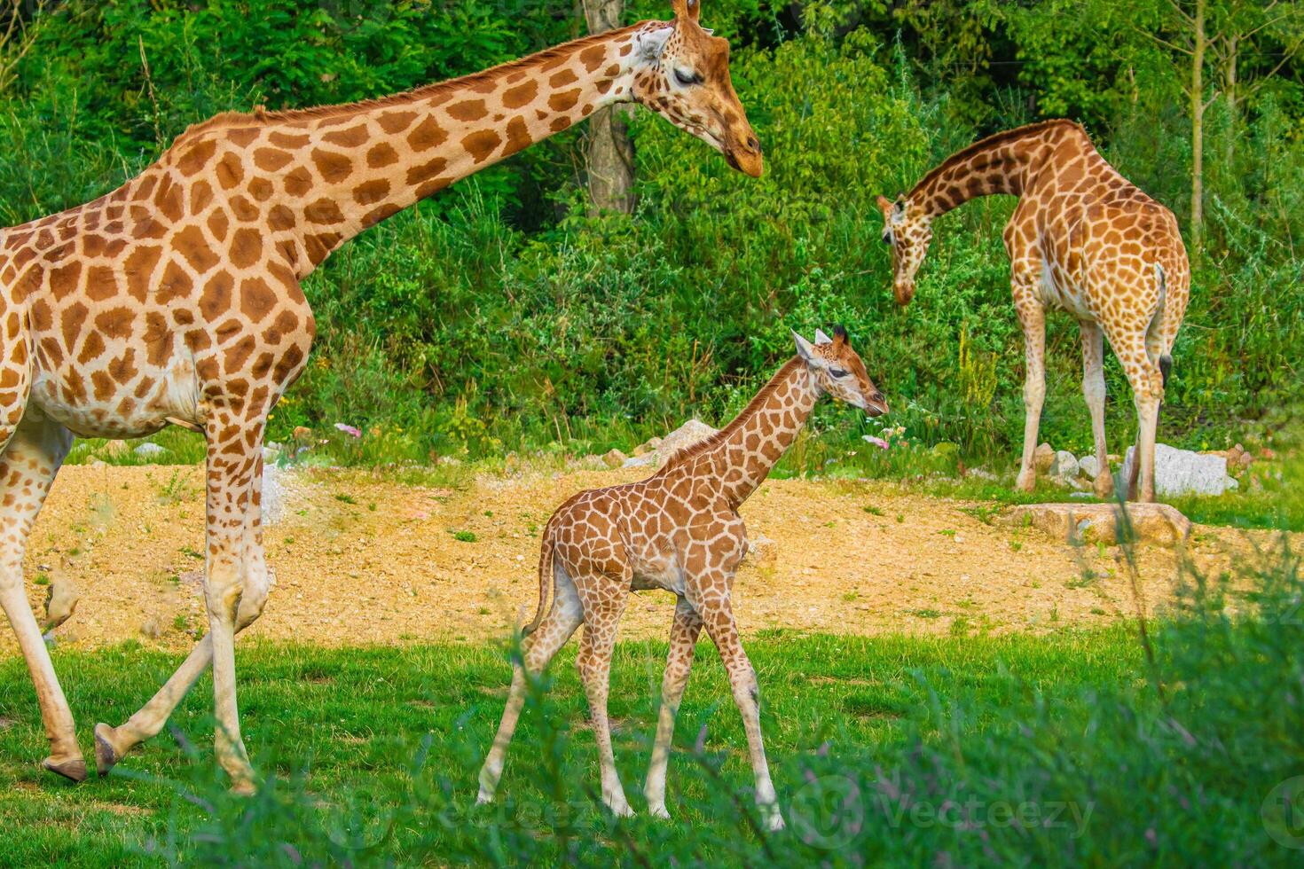 Giraffe in selective focus on green natural background photo