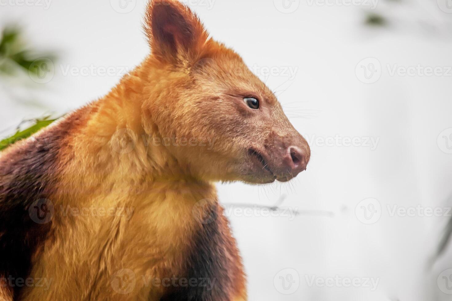 Goodfellow's Tree Kangaroo, portrait of very cute rare red animal. photo