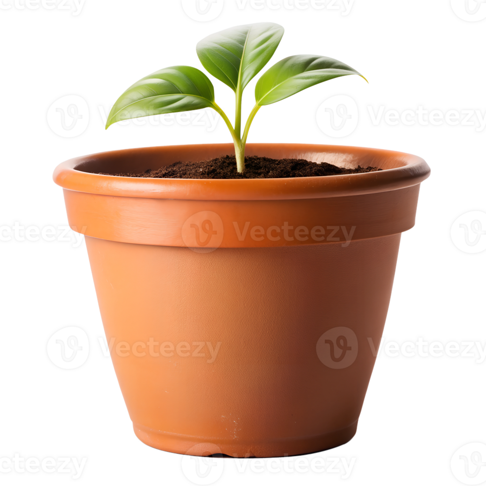 A small potted plant with green leaves and a small in a brown earth pot png
