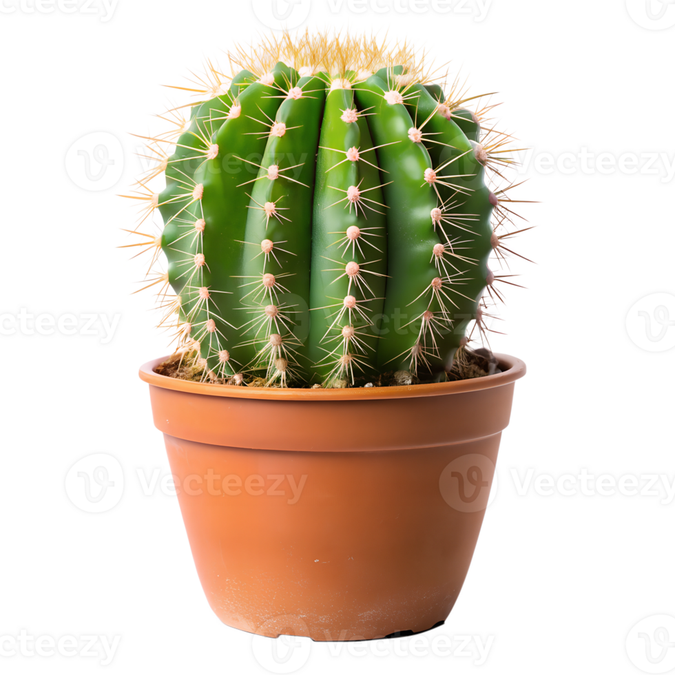 Cactus, isolated on a transparent background png