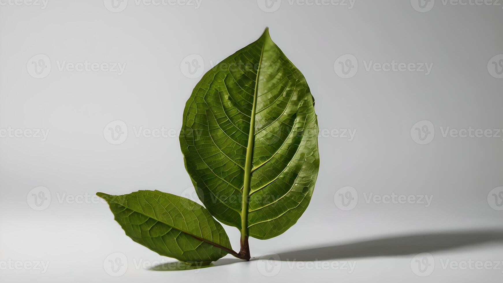 Green Cocoa Leaf Isolated on White Background photo