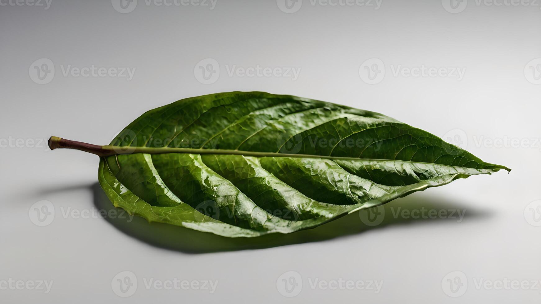 Single Green Cocoa Leaf Isolated on White Background photo