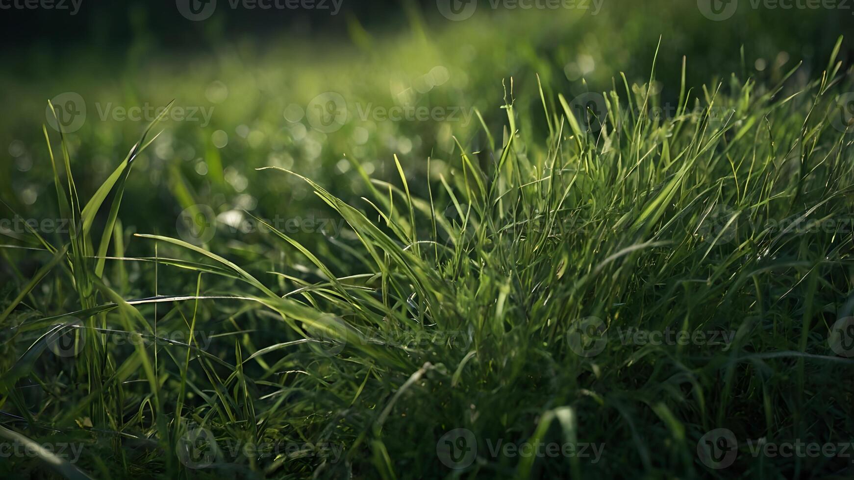 Lush Green Grass Field In Nature Background photo