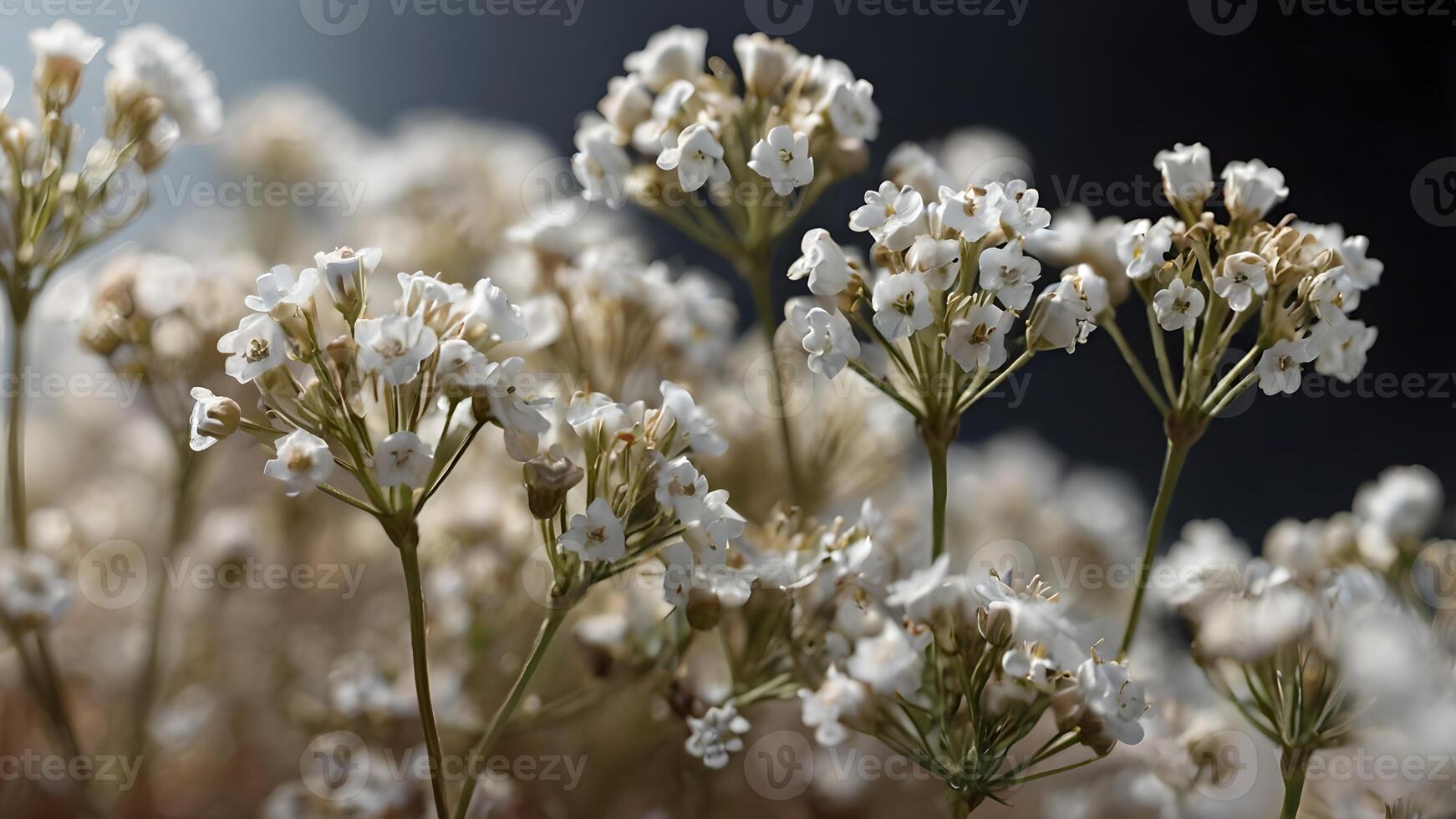 Delicate White Gypsophila Flowers Blooming in Soft Sunlight photo