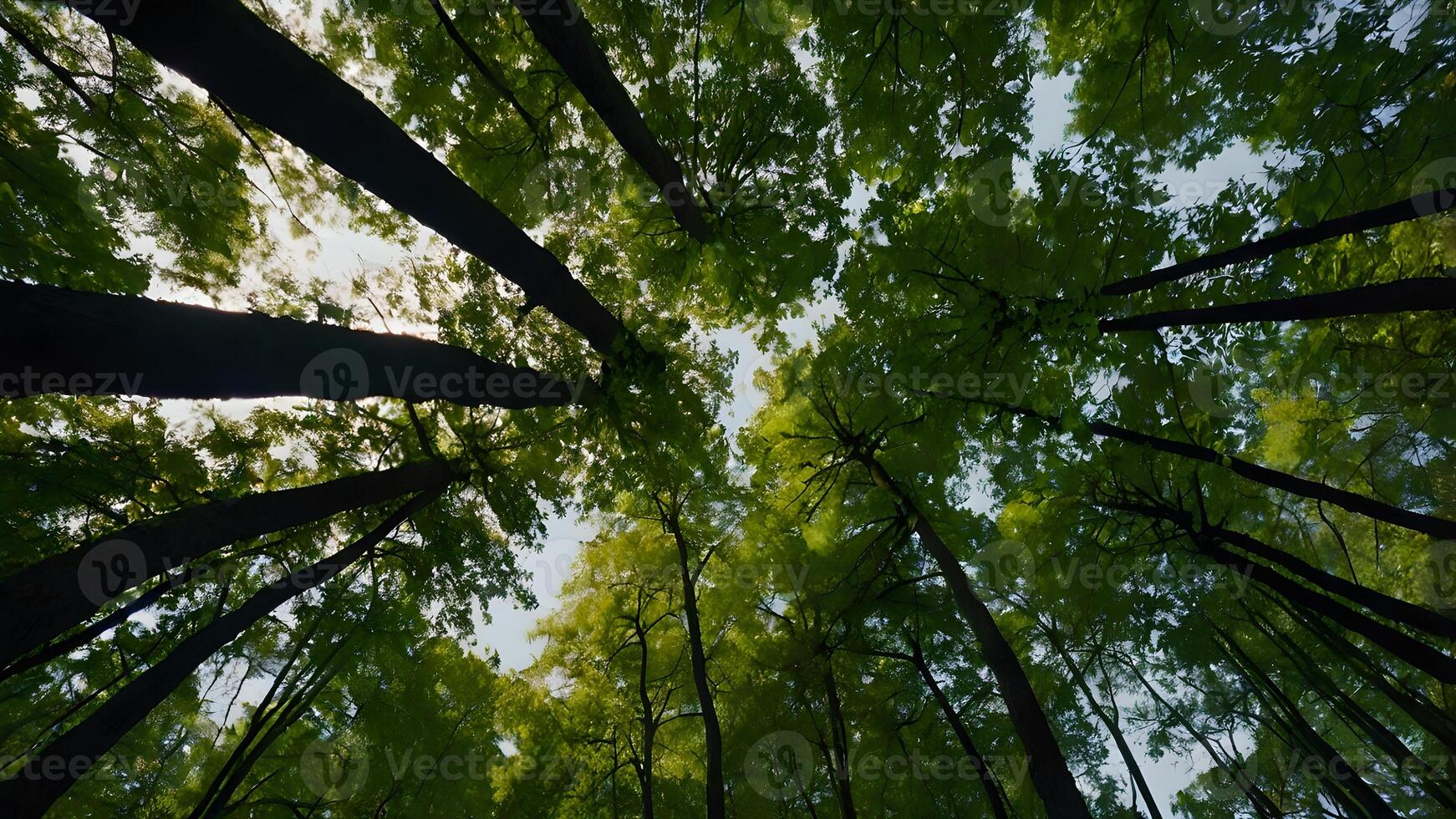 Looking Up Through the Canopy of a Lush Forest photo