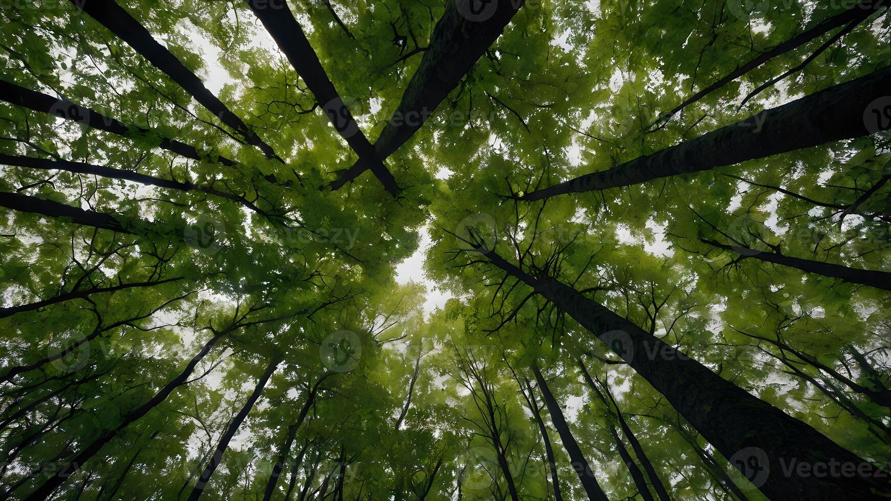 Looking Up At The Lush Canopy Of A Dense Forest photo