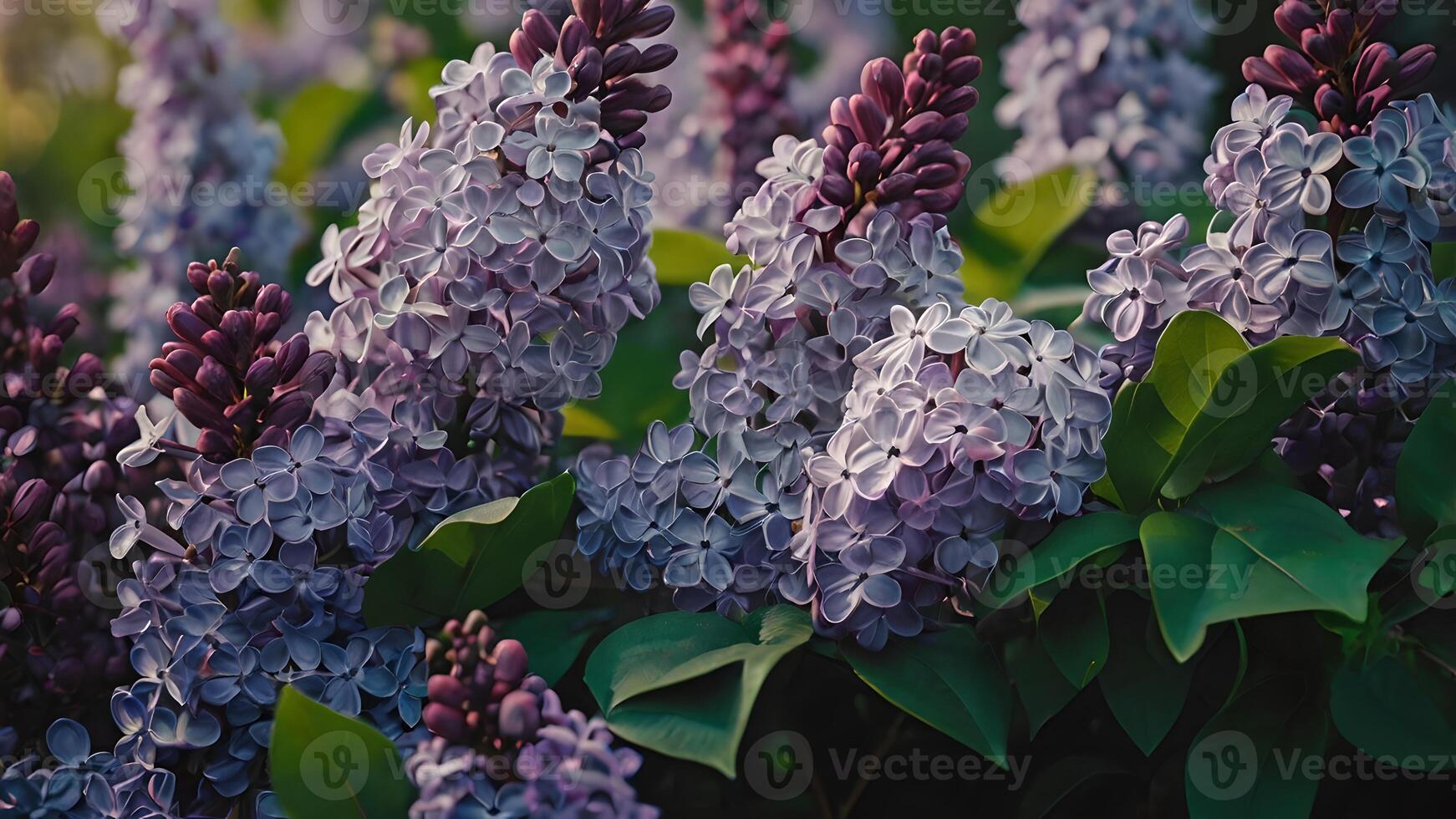 Beautiful Lilac Flowers Blooming in the Spring Garden photo