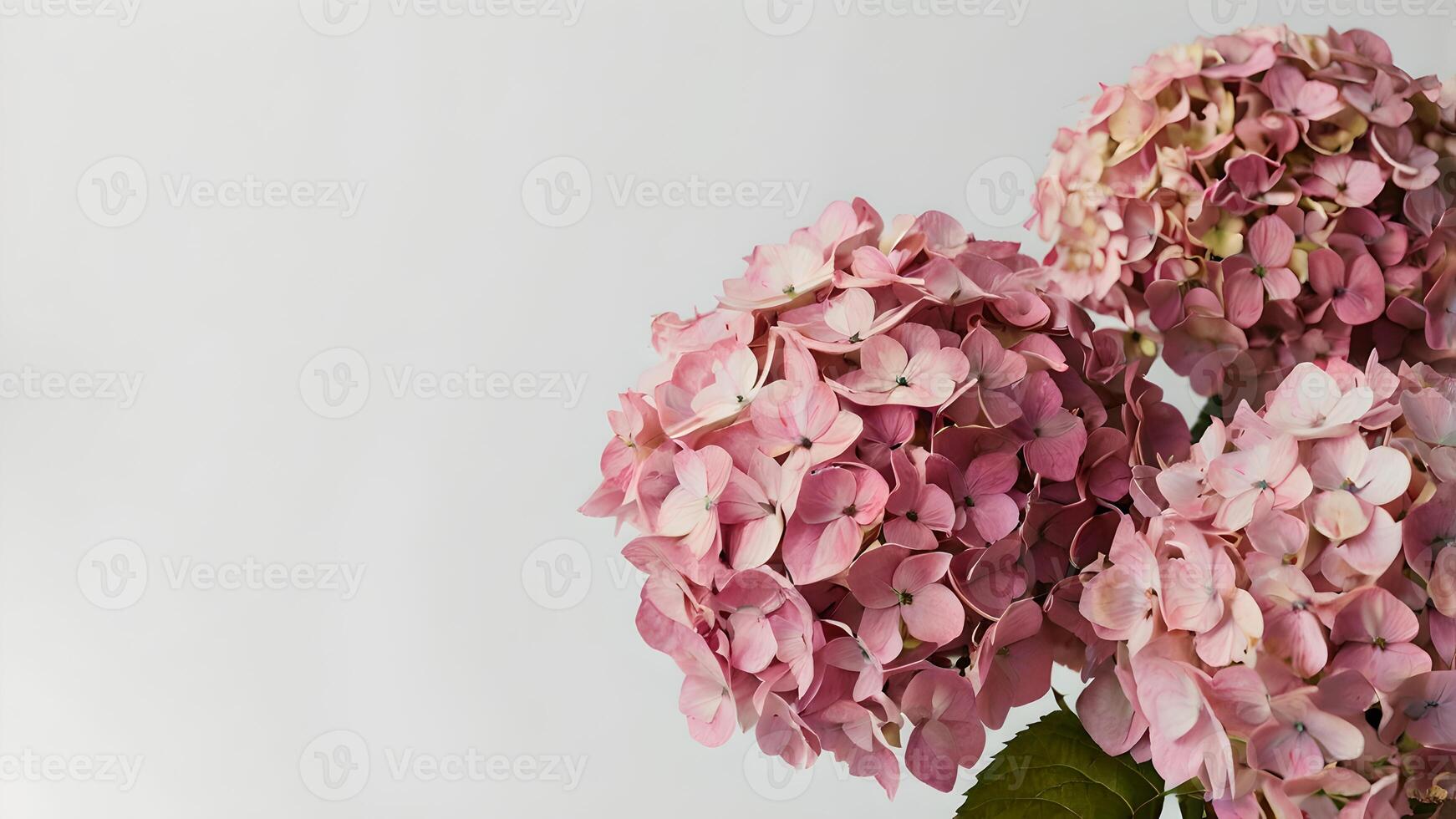 Pink Hydrangea Flowers on a White Background, a Floral Concept photo
