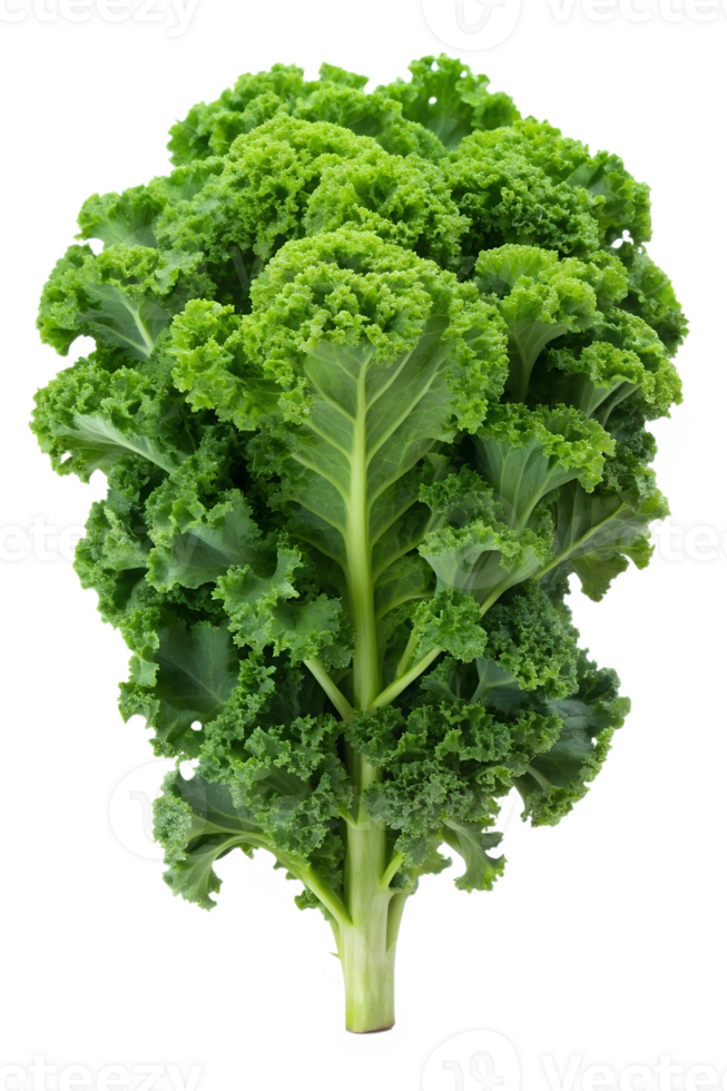 Kale, isolated on a transparent background png