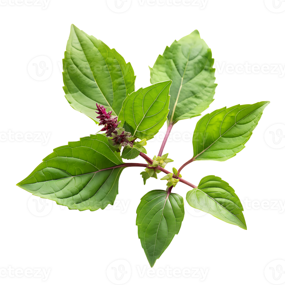 holy basil leaves isolated on background png