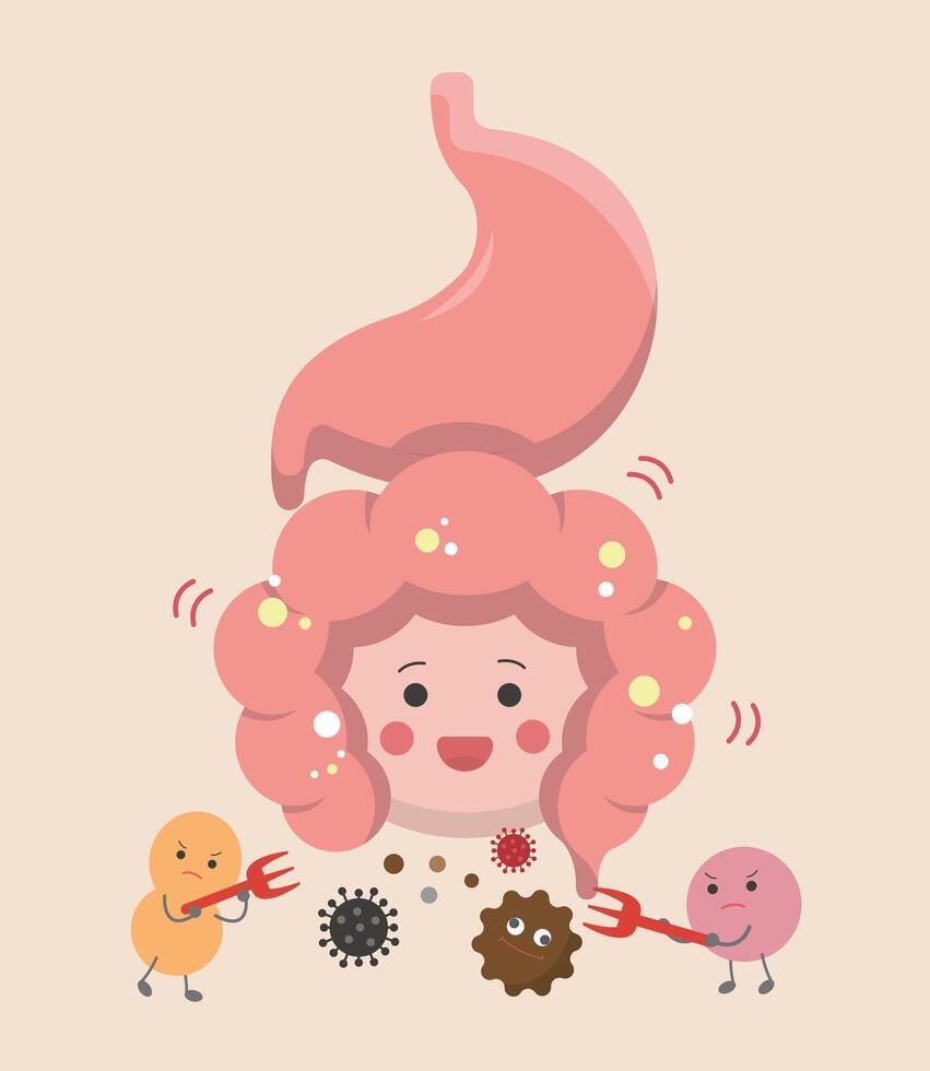 The intestines and stomach of human organs, the effect of probiotics on the digestive tract vector
