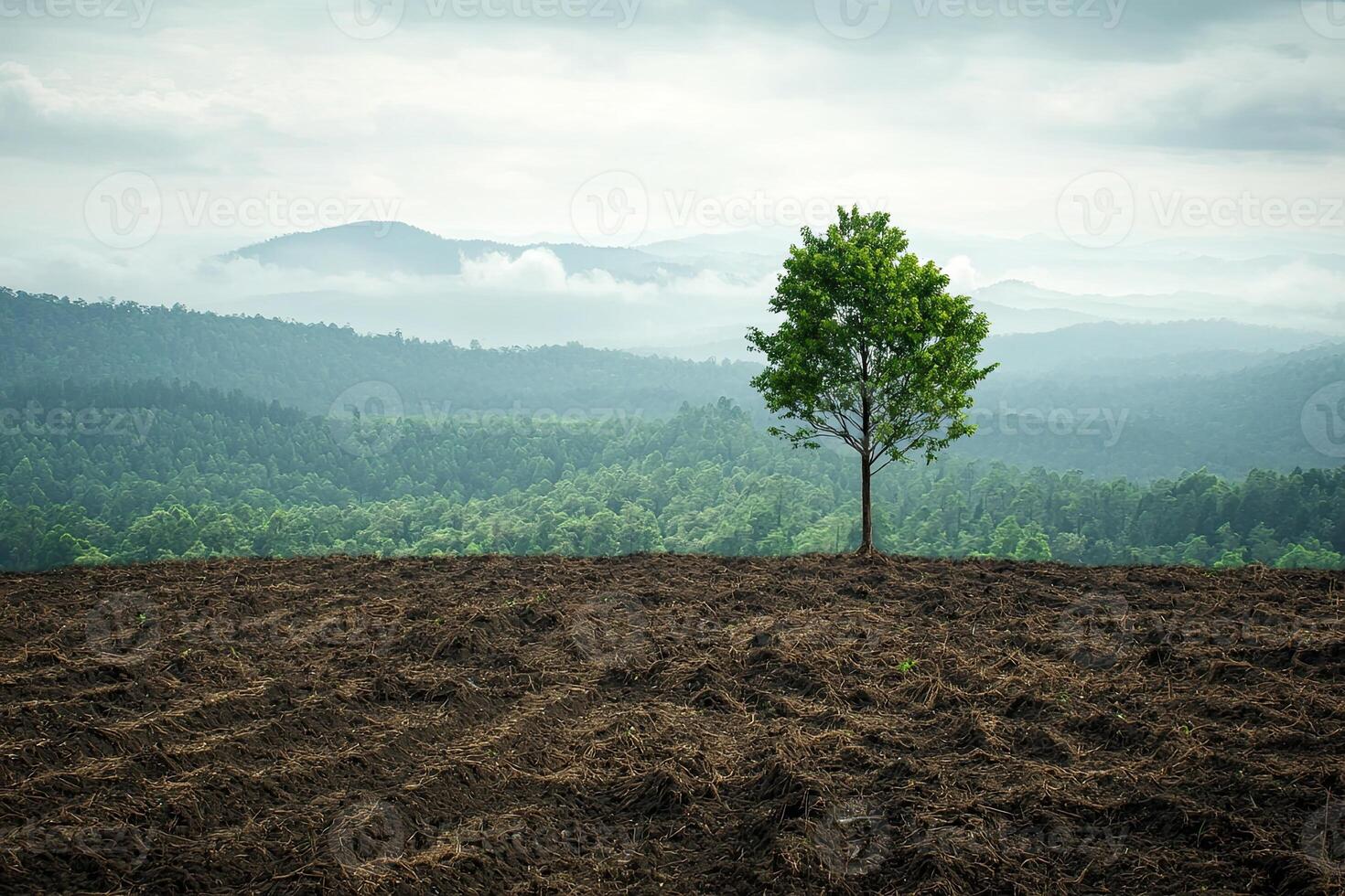 A single tree stands in a freshly plowed field, highlighting deforestation and agricultural expansion against a backdrop of clouds and forest photo