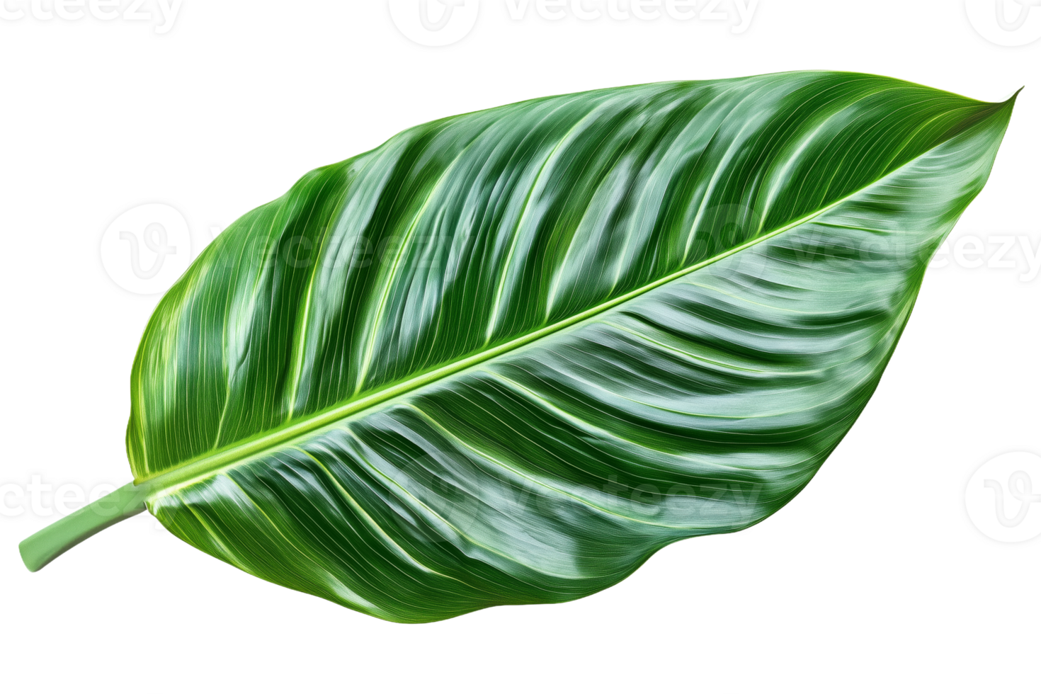 A Beautiful Large Green Leaf with Lush Texture and Veins png