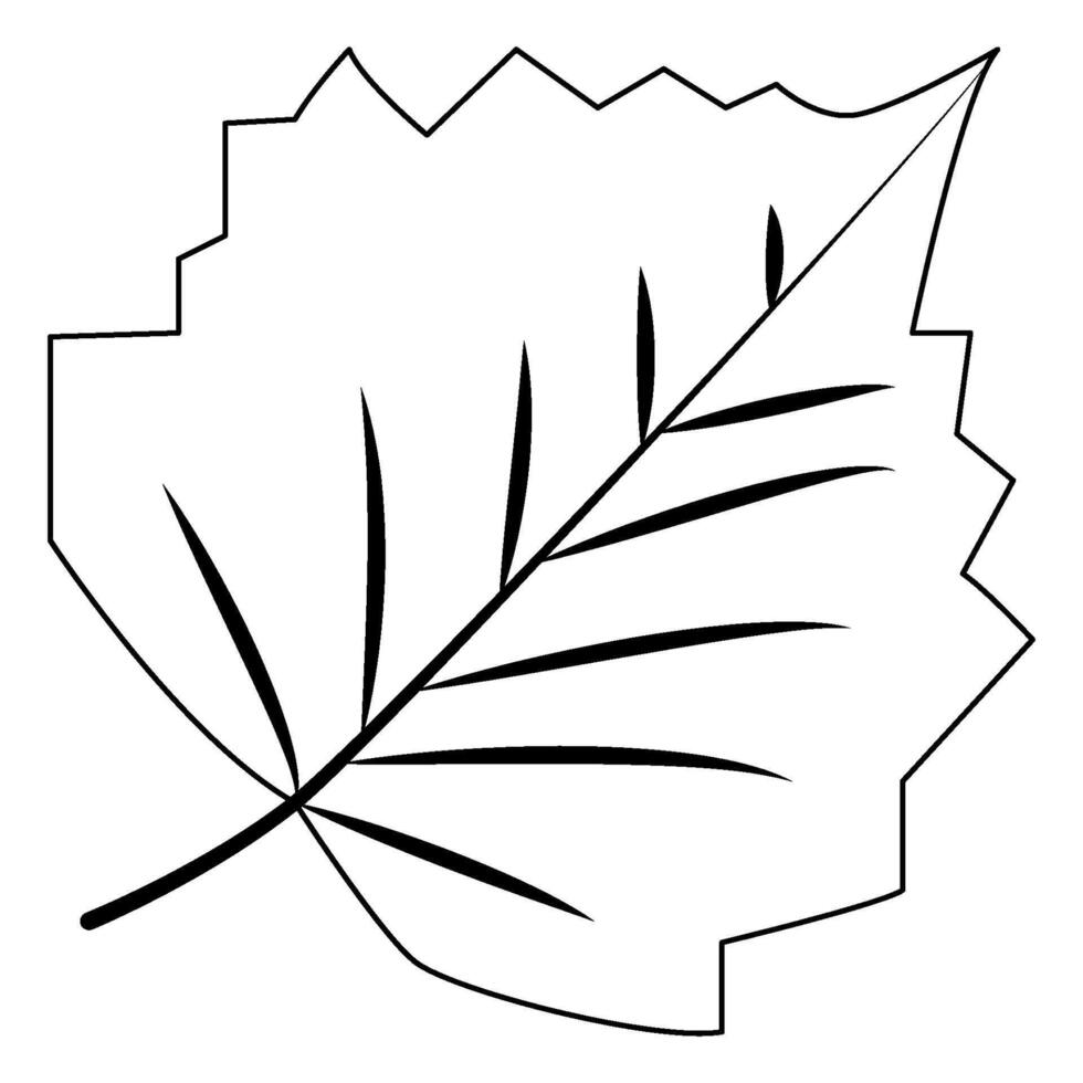 Basil leaf on a white background. Black and white illustration. vector