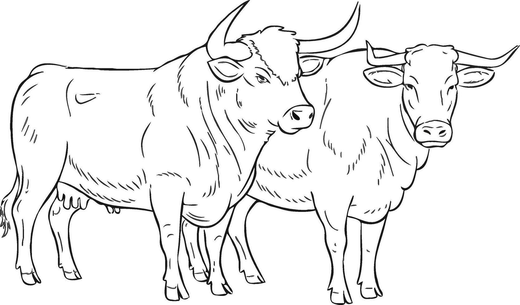 Two bulls coloring pages vector