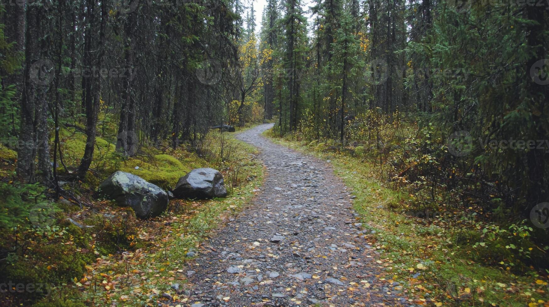 Nature trail and hiking path in forest. Forest scene with hiking path, straight trail through forest photo