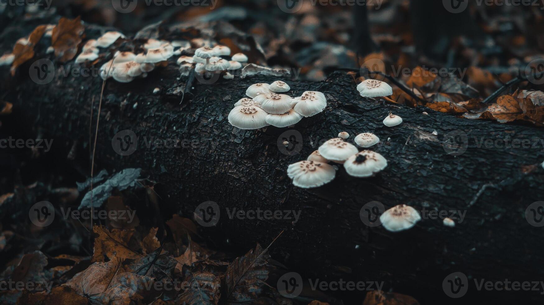 A forest scene with mushrooms growing on a fallen log, surrounded by moss and leaves photo