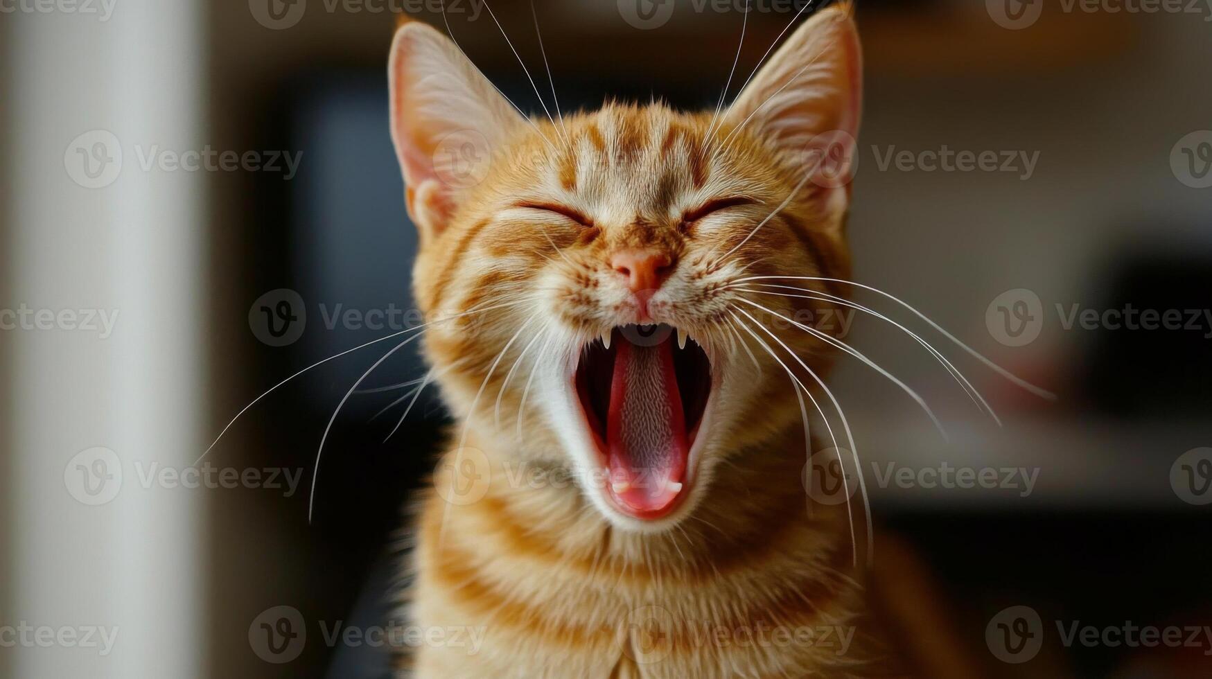 Funny cat expression caught on camera. A beautiful portrait of a cat photo