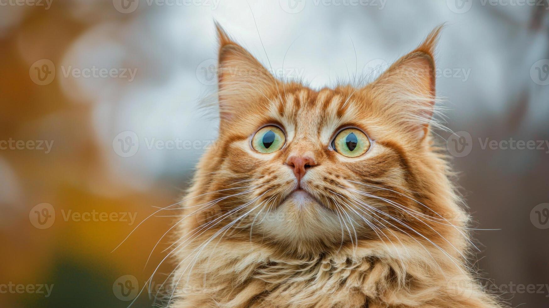 Funny cat expression caught on camera. A beautiful portrait of a cat photo