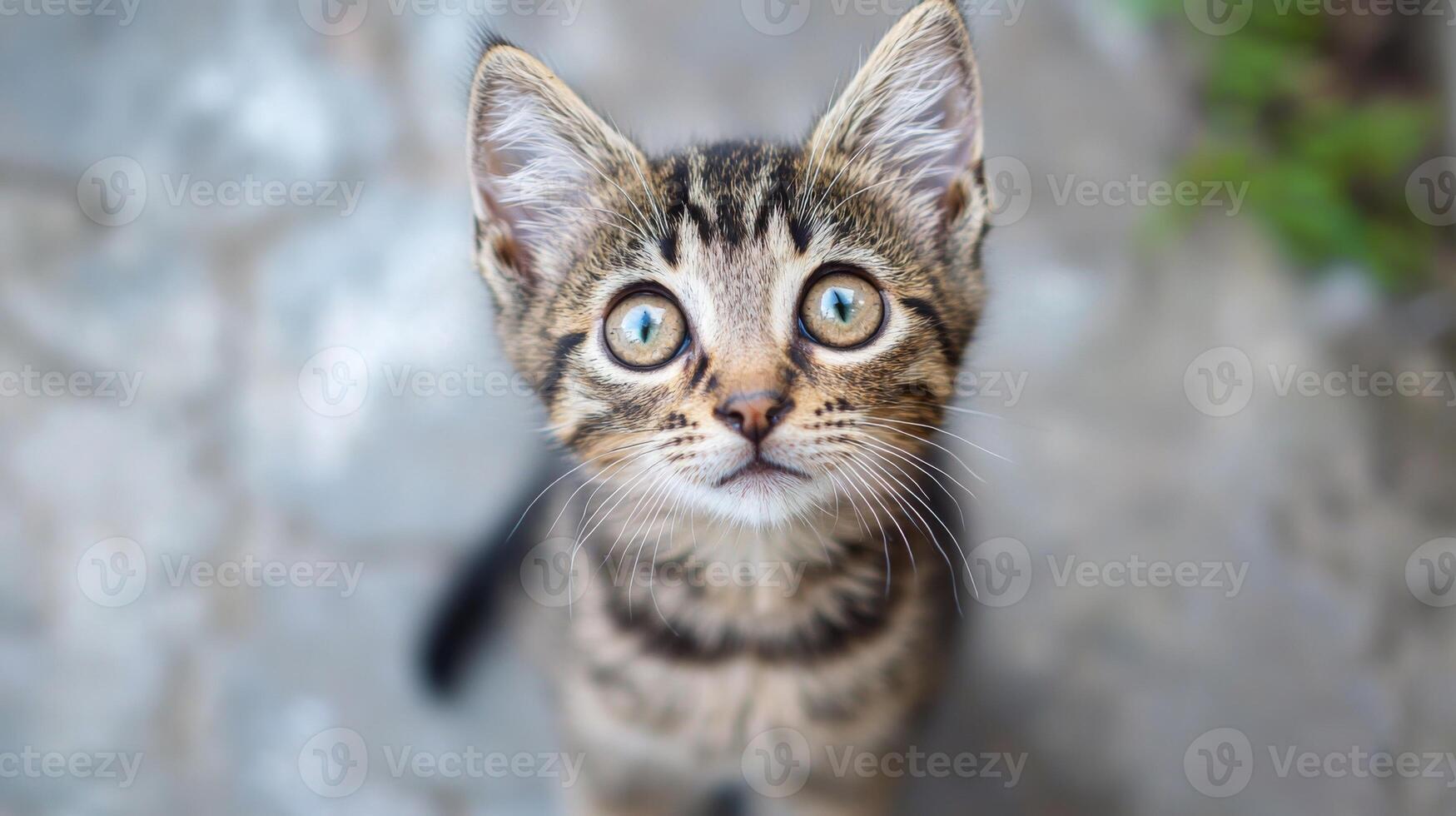 Funny cat expression caught on camera. A beautiful portrait of a cat photo