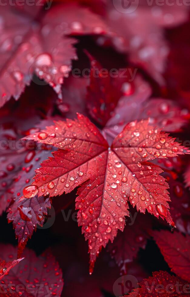 A close up of a leaf with raindrops on it. The leaf is red and the raindrops are small and scattered. Concept of tranquility and calmness, as the raindrops gently fall on the leaf photo