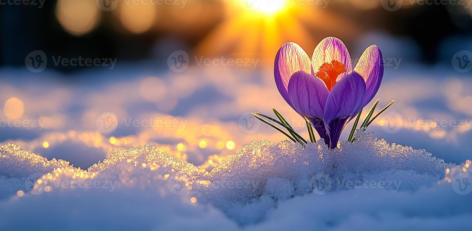 A purple flower is growing in the snow. The flower is surrounded by snow and the sky is blue photo