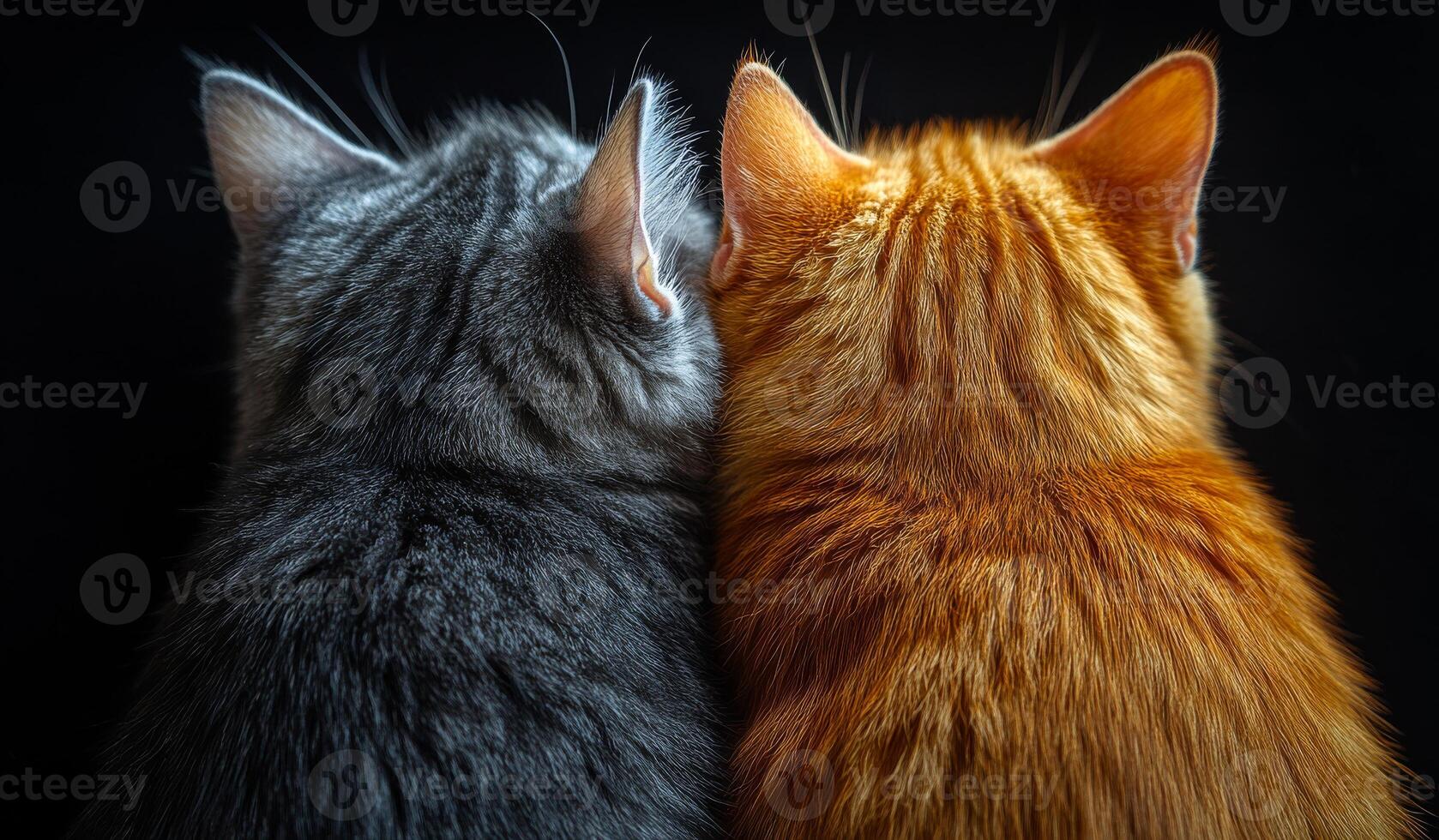 Two cats with different fur colors are sitting next to each other. The black cat has a gray stripe on its back, while the orange cat has a black stripe on its back photo