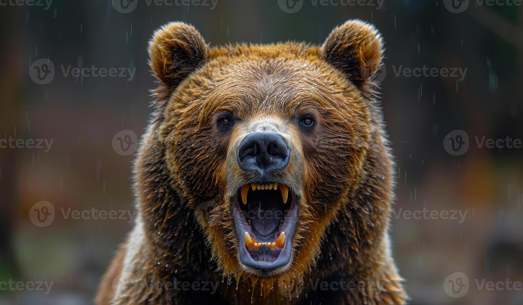 A bear with its mouth open and teeth bared. The bear is angry and ready to attack photo