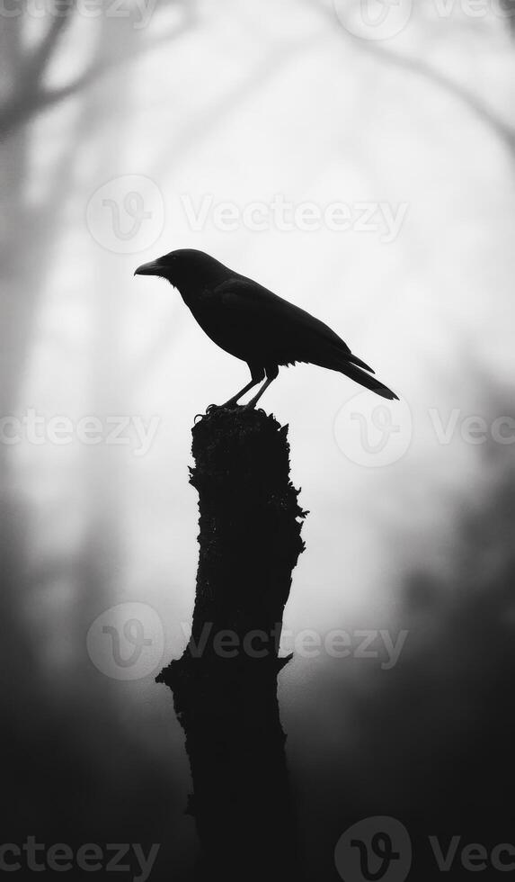 A black crow is perched on a tree branch. The image has a moody and mysterious feel, as the bird is the only visible element in the scene. The darkness of the image photo