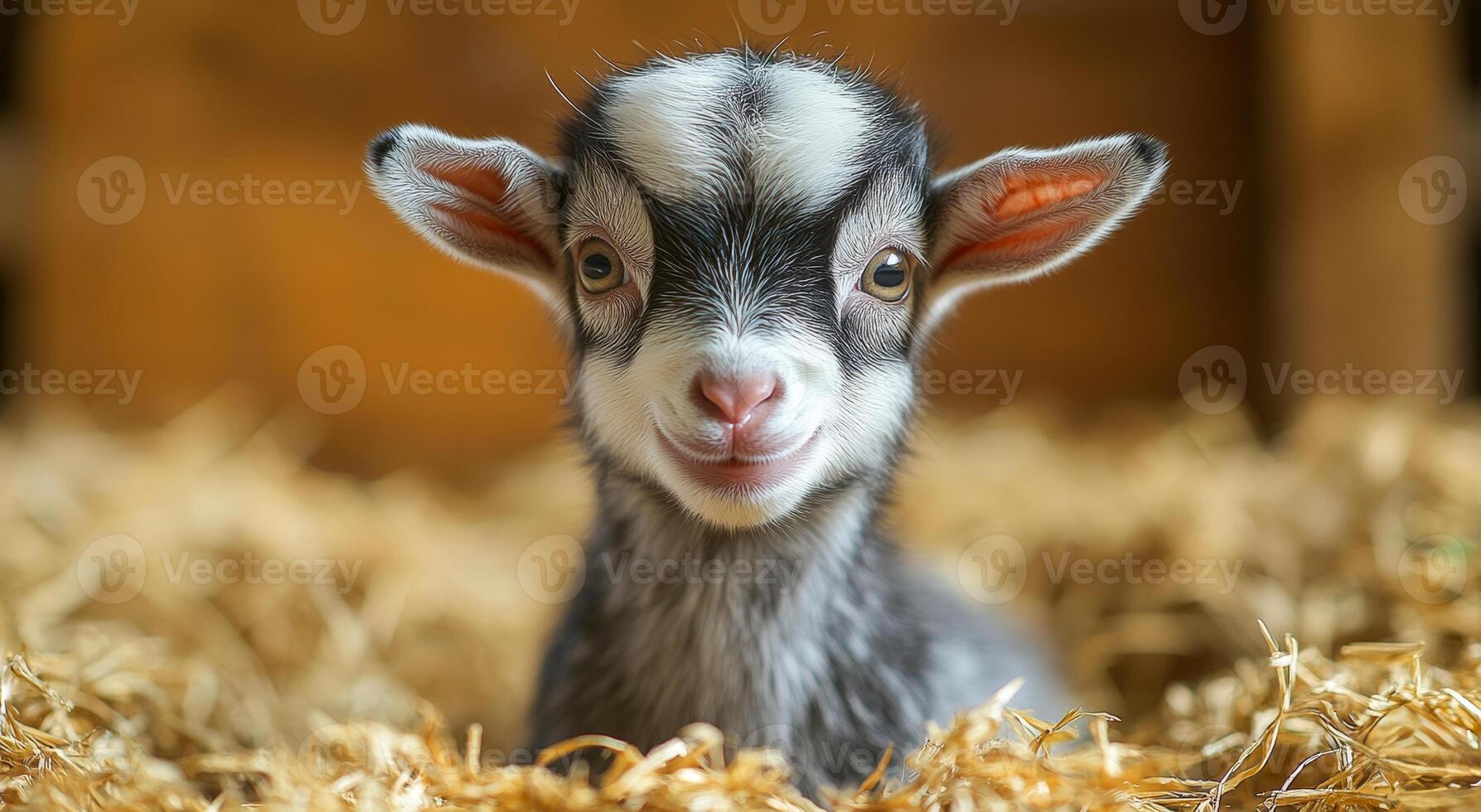A baby goat is sitting in a hay bed. The goat is smiling and looking at the camera photo