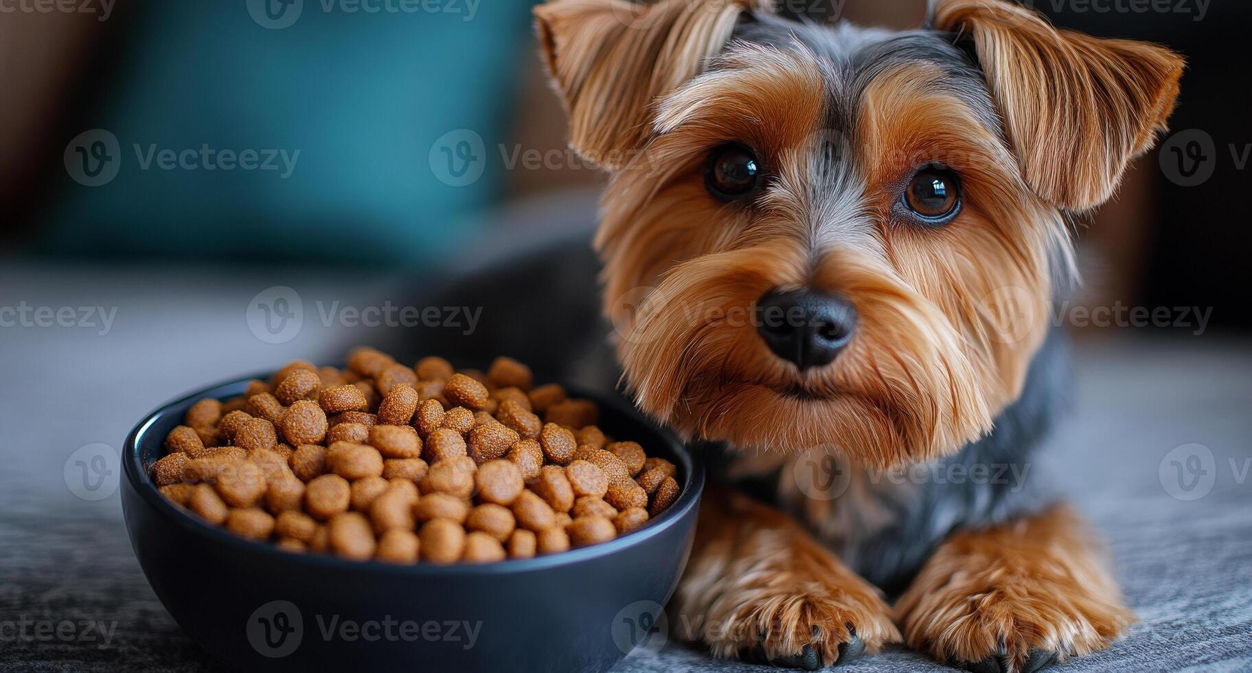 A small dog is laying on a couch next to a bowl of food. The dog appears to be looking at the camera with a sad expression photo