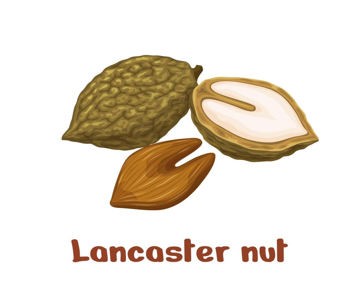 Lancaster nuts, uncommon plant seed kernels vector