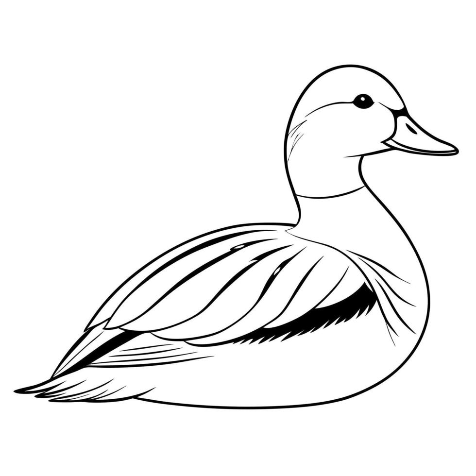 a wigeon bird is seating, illustration line art vector